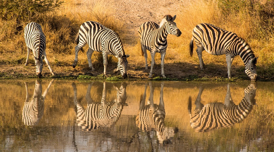 how long should i spend on a safari
